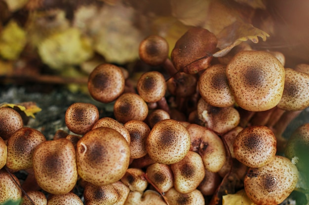 A group of honey agarics in the forest. honey mushrooms in the grass 