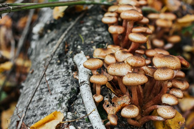 Gruppo di agarichi di miele nella foresta