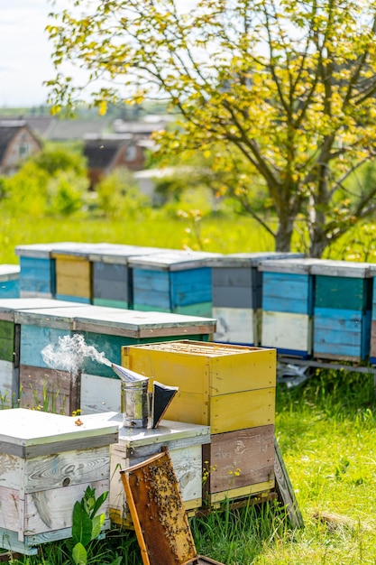 필드에서 벌집의 그룹 천연 꿀로 양봉 농업