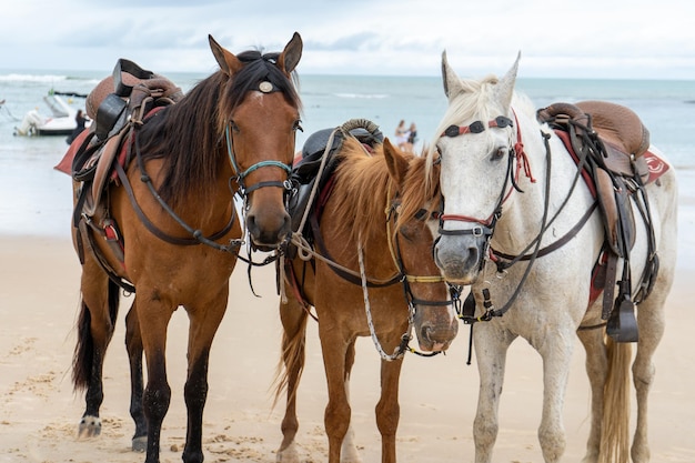 A group of horses on the beach in Trancoso in Bahia