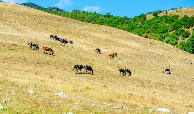 牧草地の野馬で一緒に草を食べる馬のグループ