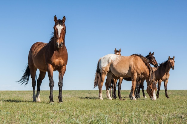 Photo group horses grazing on grassy field against a clear blue sky in southeastern wyoming