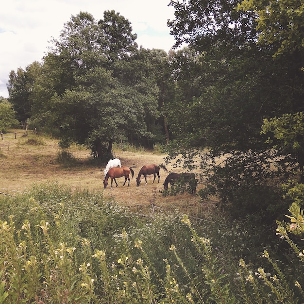 Group of horses grazing on a summer meadow