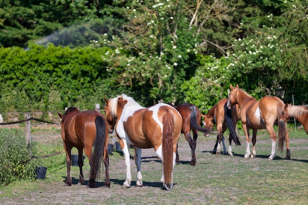 牧草地で平和的に放牧している馬のグループ