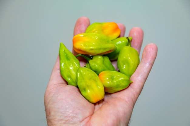 Group of hot pepper Capsicum chinense Adjuma in selective focus and detail quotpimenta de cheiroquot