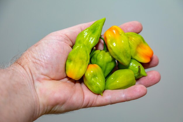 Photo group of hot pepper capsicum chinense adjuma in selective focus and detail quotpimenta de cheiroquot