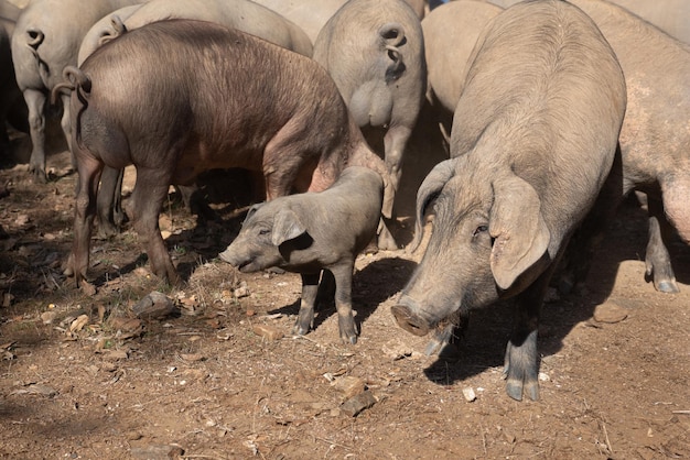 A group of iberian pigs and a piglet at the farm