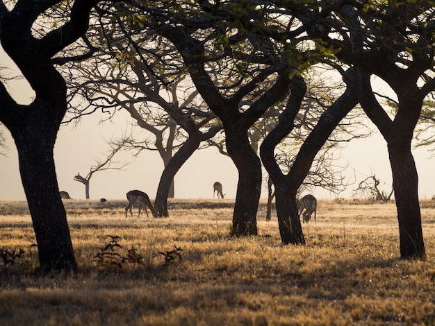 Photo group of impala antelope grazing between old trees swaziland africa