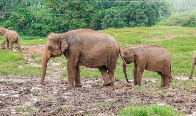 Group of indian elephants walk in clear weather on the territory of the nursery.