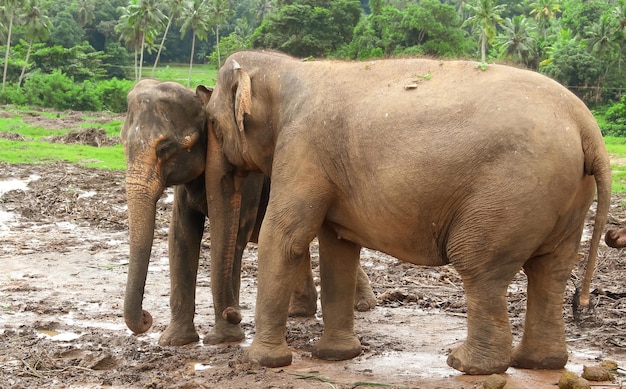 Group of indian elephants walk in clear weather on the territory of the nursery