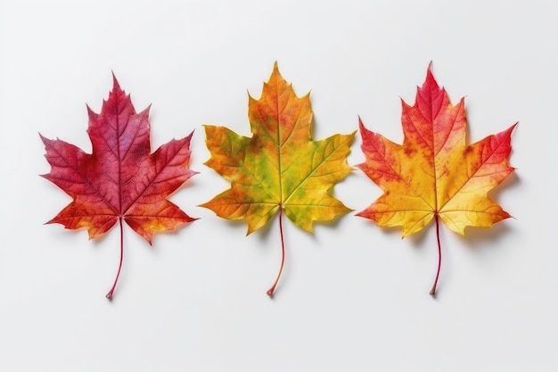 Photo group of isolated colorful autumn leaves on a white background