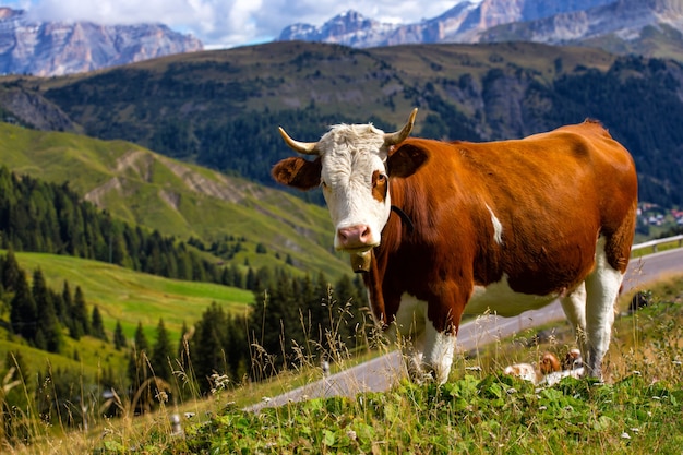 Group of italian cows on a pasture. mountains Dolomites, Italy