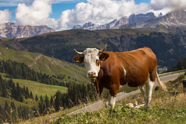 Group of italian cows on a pasture. mountains Dolomites, Italy