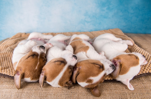 Un gruppo di cuccioli di jack russell terrier dorme dolcemente su un letto morbido