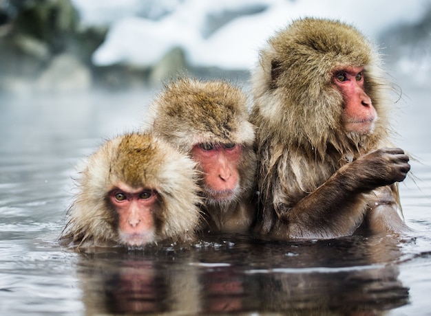 Group of Japanese macaques are sitting in water in a hot spring