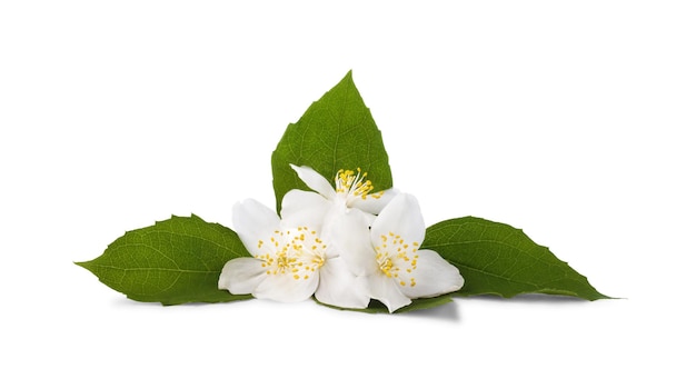 Photo group of jasmine flowers with leaves isolated on a white background, close up.