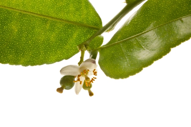 Foto gruppo di kaffir lime o bergamotto frutta su sfondo bianco.