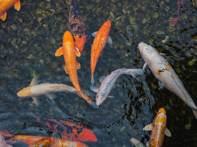 A group of koi fish are swimming in a pond.