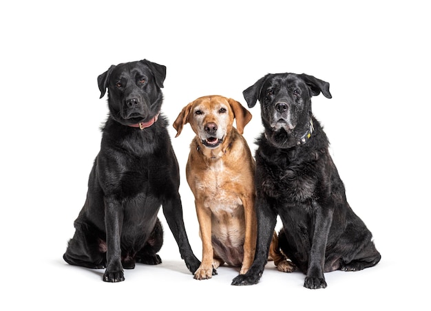 Group of Labrador Retriever dogs isolated on white