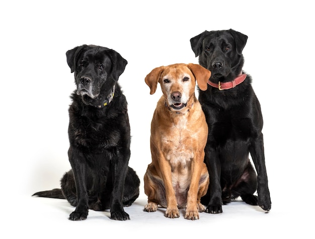 Group of Labrador Retriever dogs isolated on white