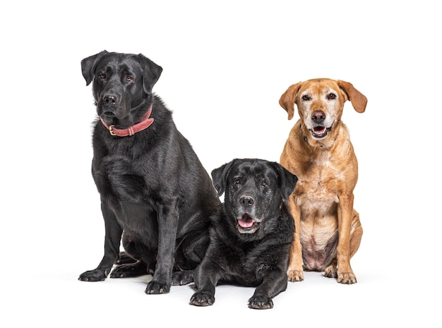 Group of Labrador Retriever dogs isolated on white