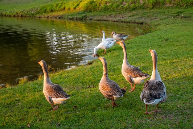 Group of large ducks on the grass near the lake.