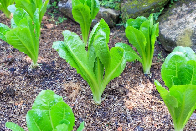 庭のレタス植物のグループ