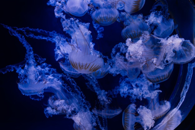 水族館で泳ぐ水色のクラゲのグループ