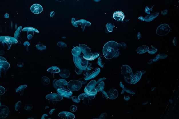 Gruppo di meduse azzurre che nuotano in acquario