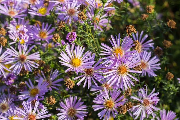 Group of lila Astra flowers