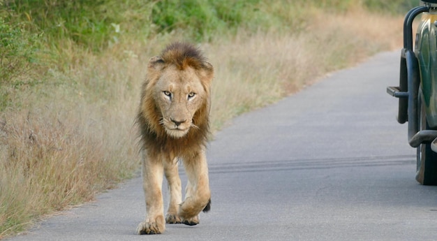 道路で休むライオンの群れ 道を歩く雄ライオン ライオン動物の雌