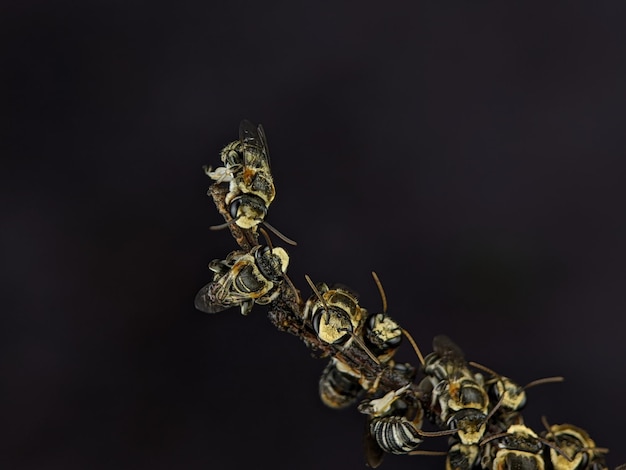 Группа потных пчел Lipotriches отдыхает на ветке дерева
