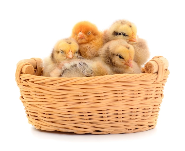 Group of little chicks in a basket