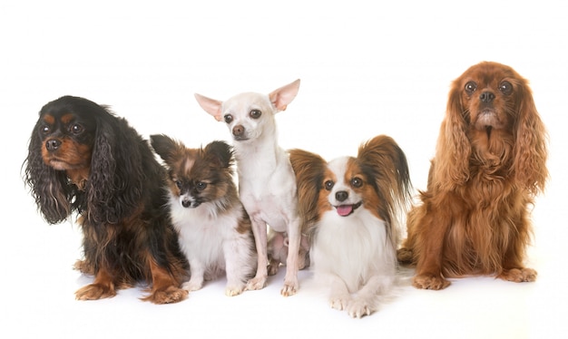 Photo group of little dogs