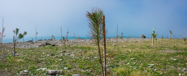 Group of little pine trees growing in the field