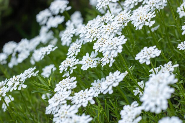 Photo group of little white flowers iberis sempervirens in garden blooming of candytuft plant perennial