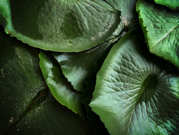 Group of lotus leaves in the valley as the background texture