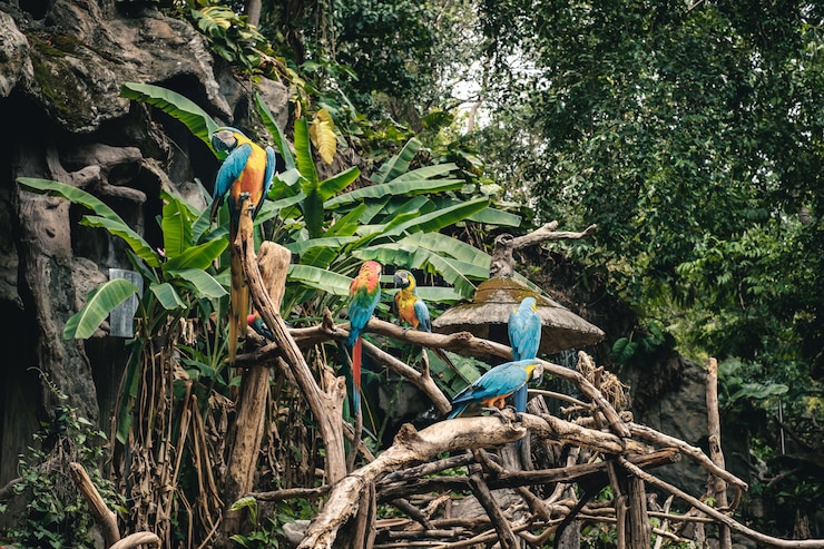 Photo group of macaw parrots in tropical forest