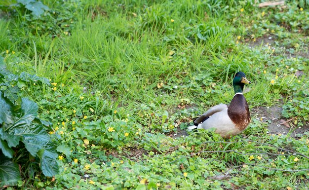 group of mallards in the park