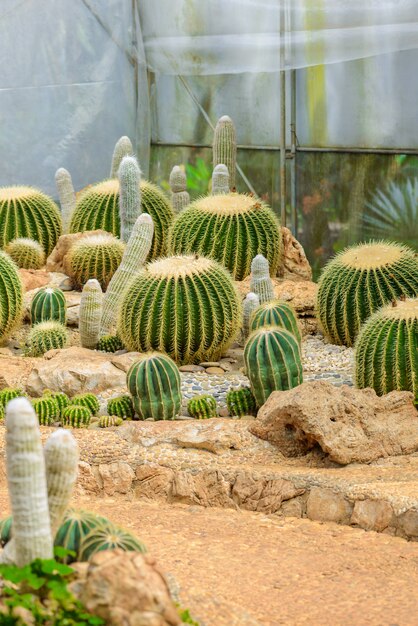 Group of Many cactus species on gravel growing in greenhouse