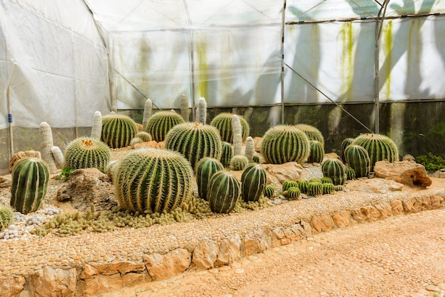 Group of Many cactus species on gravel growing in greenhouse