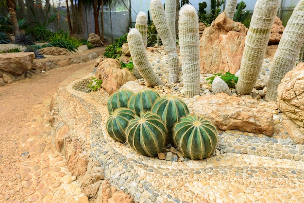 Group of Many cactus species on gravel growing in greenhouse