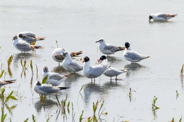 Group of Mediterranean gulls floating on the water