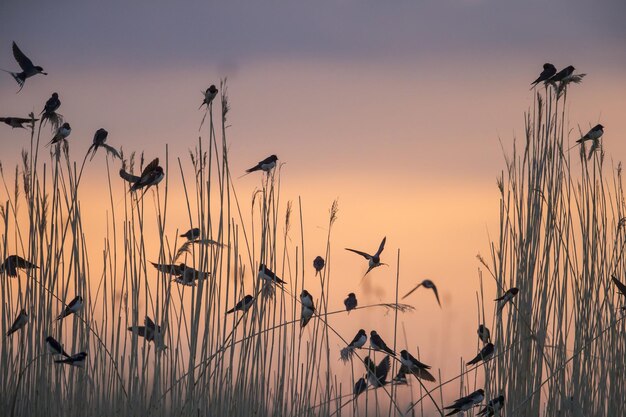 Group of migratory Barn Swallows preparing for communal roosting in reed bed