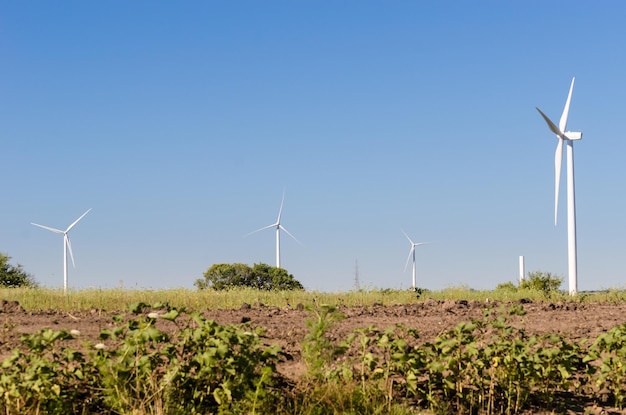 Group of modern windmills in the countryside near Tarariras Colonia