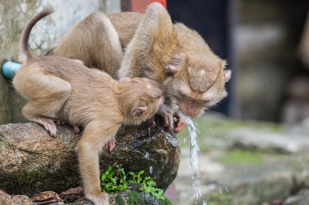 Group of monkey drinking water from blue pipe