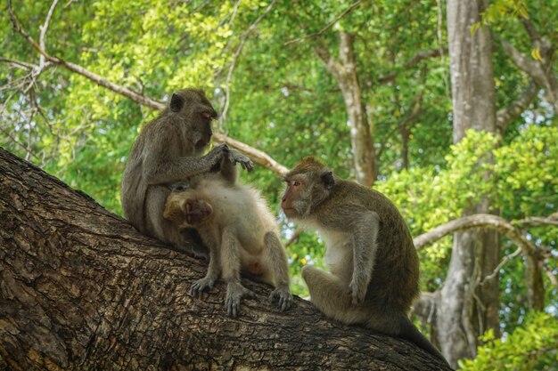 Photo group of monkey playing around on the tree