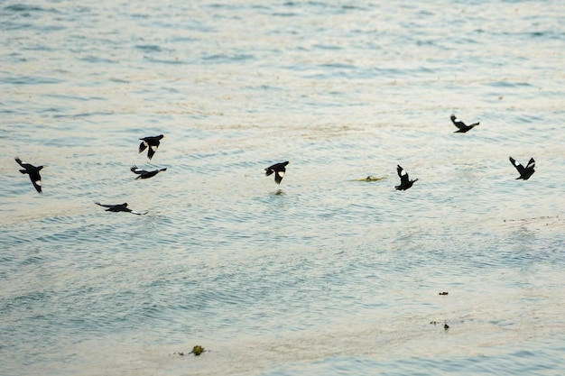 Group of motion blurred birds flying over the surface of the river