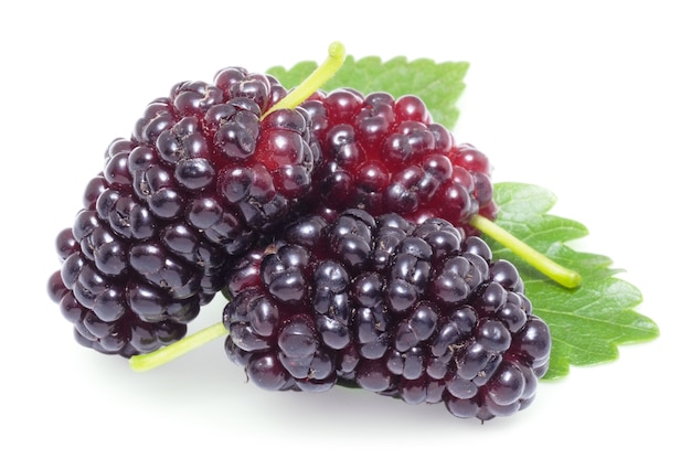 Photo group of mulberries with a leaves. isolated on a white background.