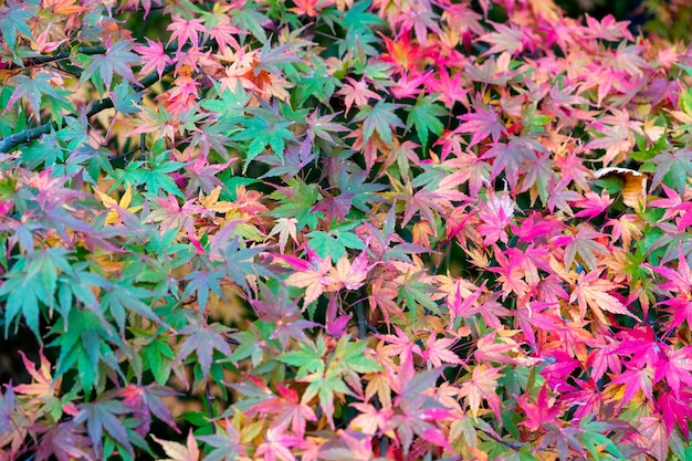 Photo group of multi color maple leaves